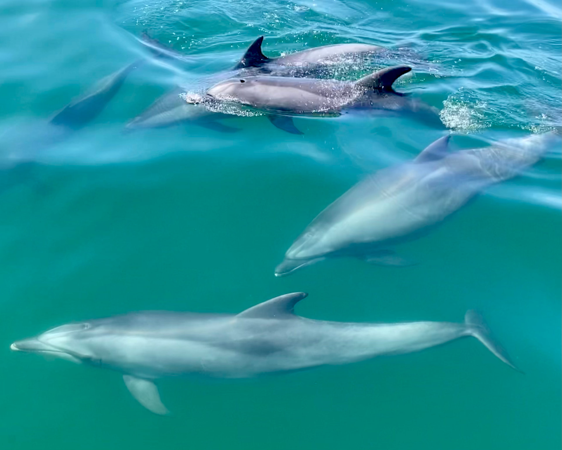 A pod of dolphins swimming through clear turquoise water