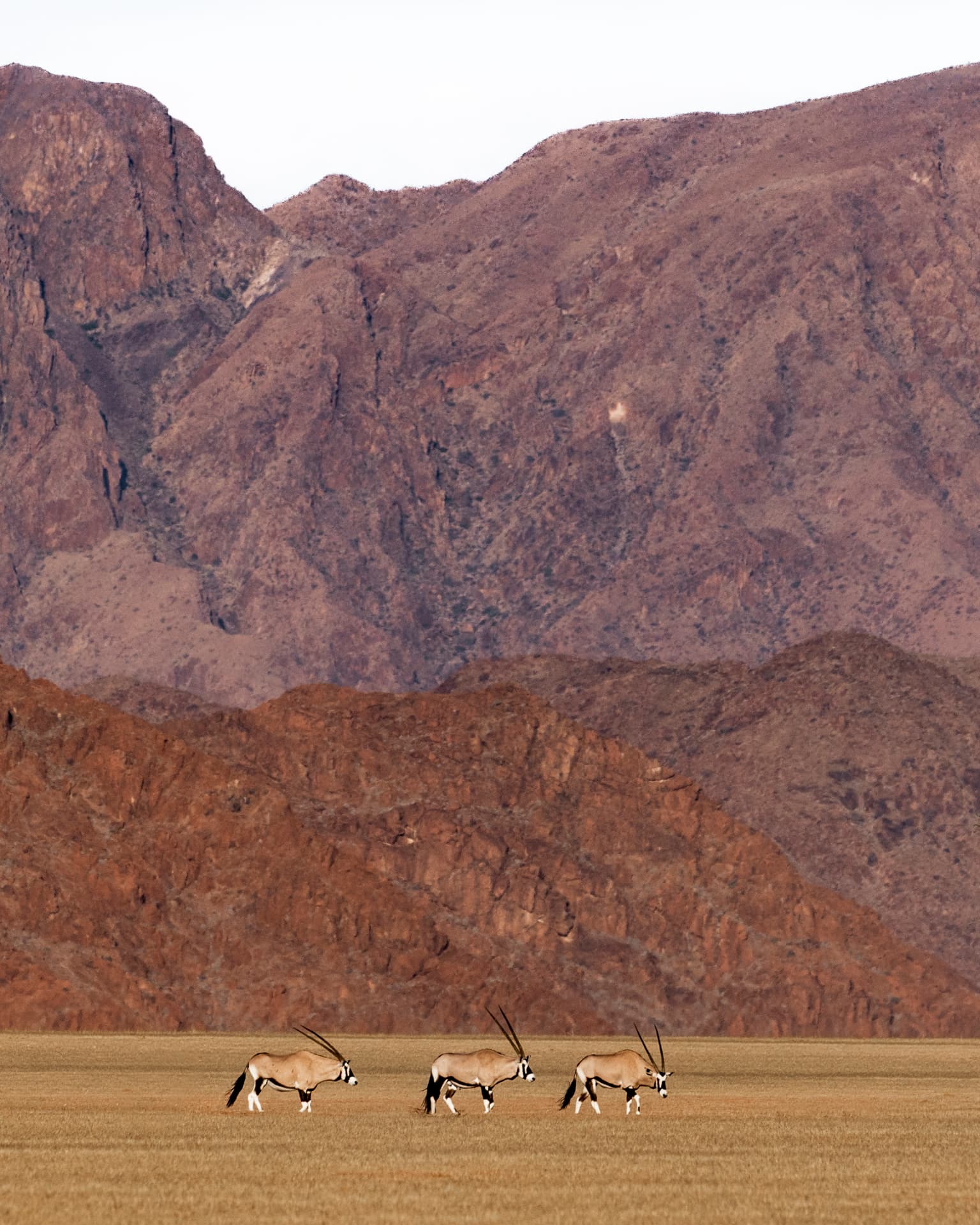Three gemsbok crossing a golden plain beneath towering red mountains