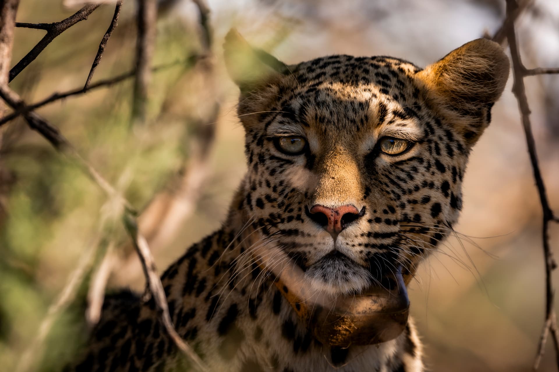 A leopard's face in dappled light among tangled branches, staring calmly at the viewer