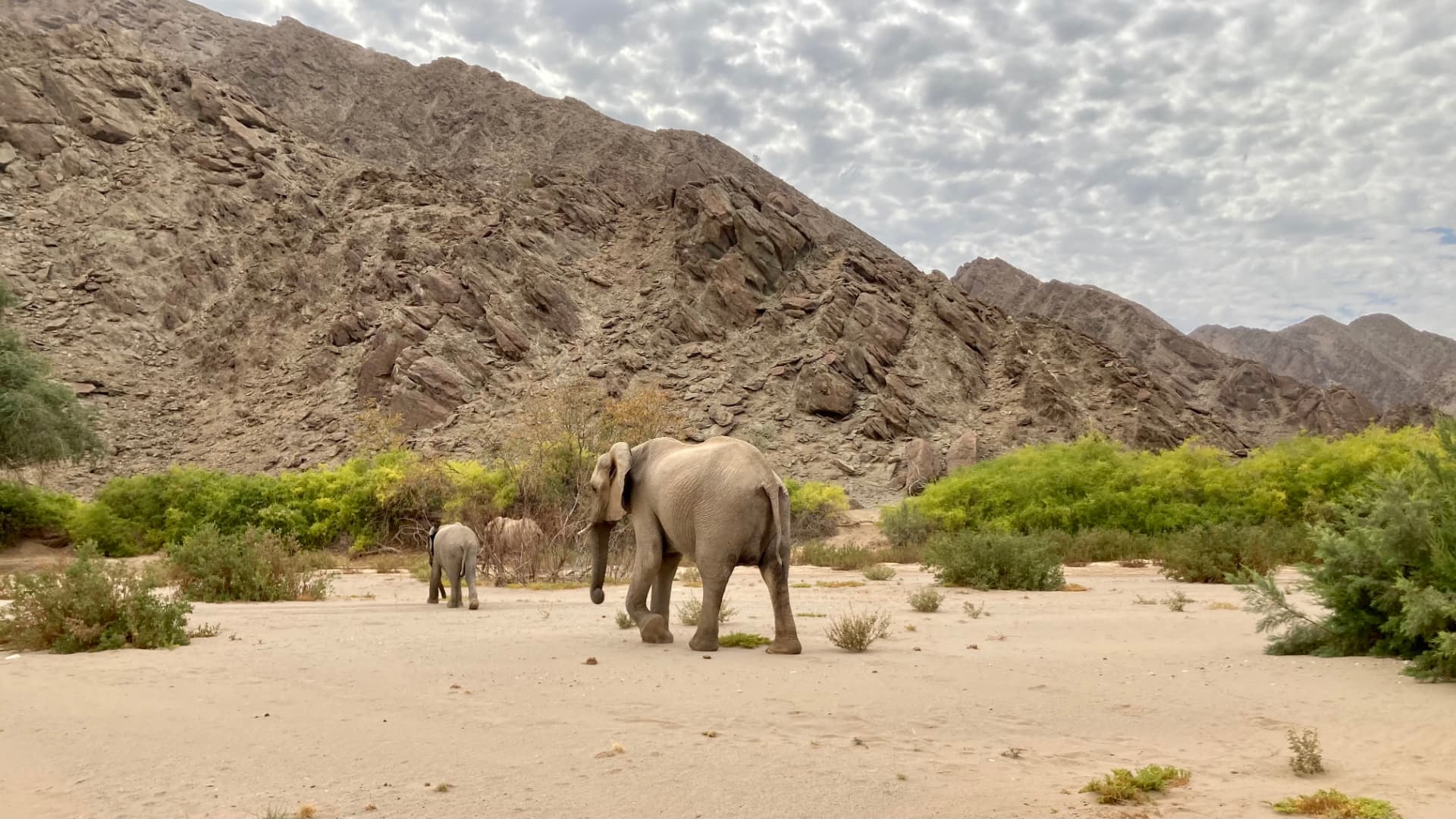 Desert-adapted elephants walking a dry riverbed below rocky mountains