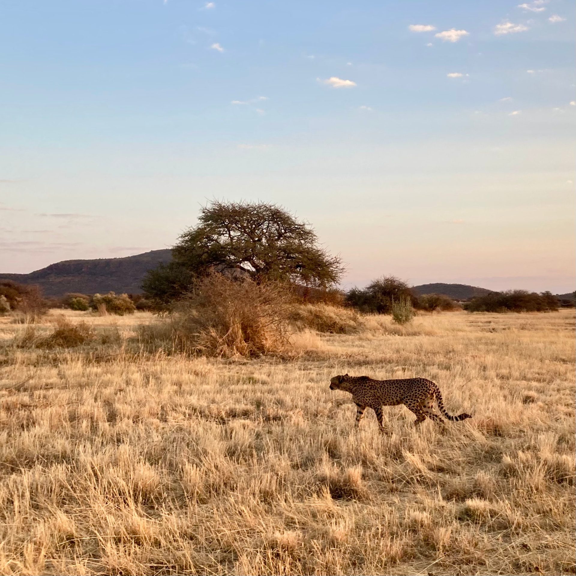 A cheetah walking through golden grassland at dusk with an acacia and low hills behind