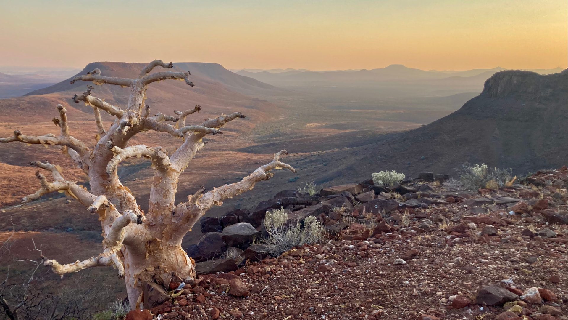A quiver tree on a rocky Damaraland hillside overlooking a valley at sunset