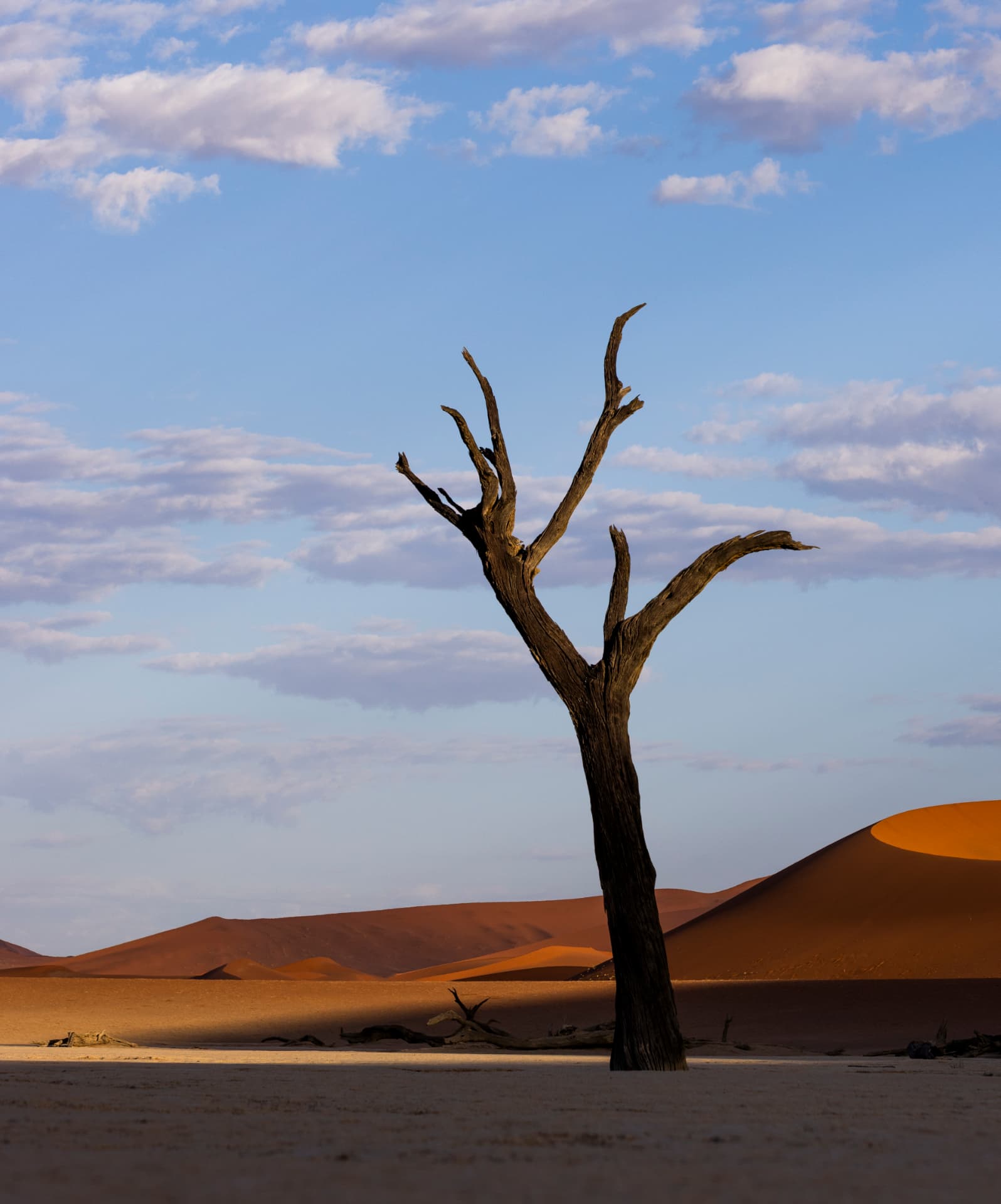 A lone dead camelthorn tree standing against red Sossusvlei dunes at first light