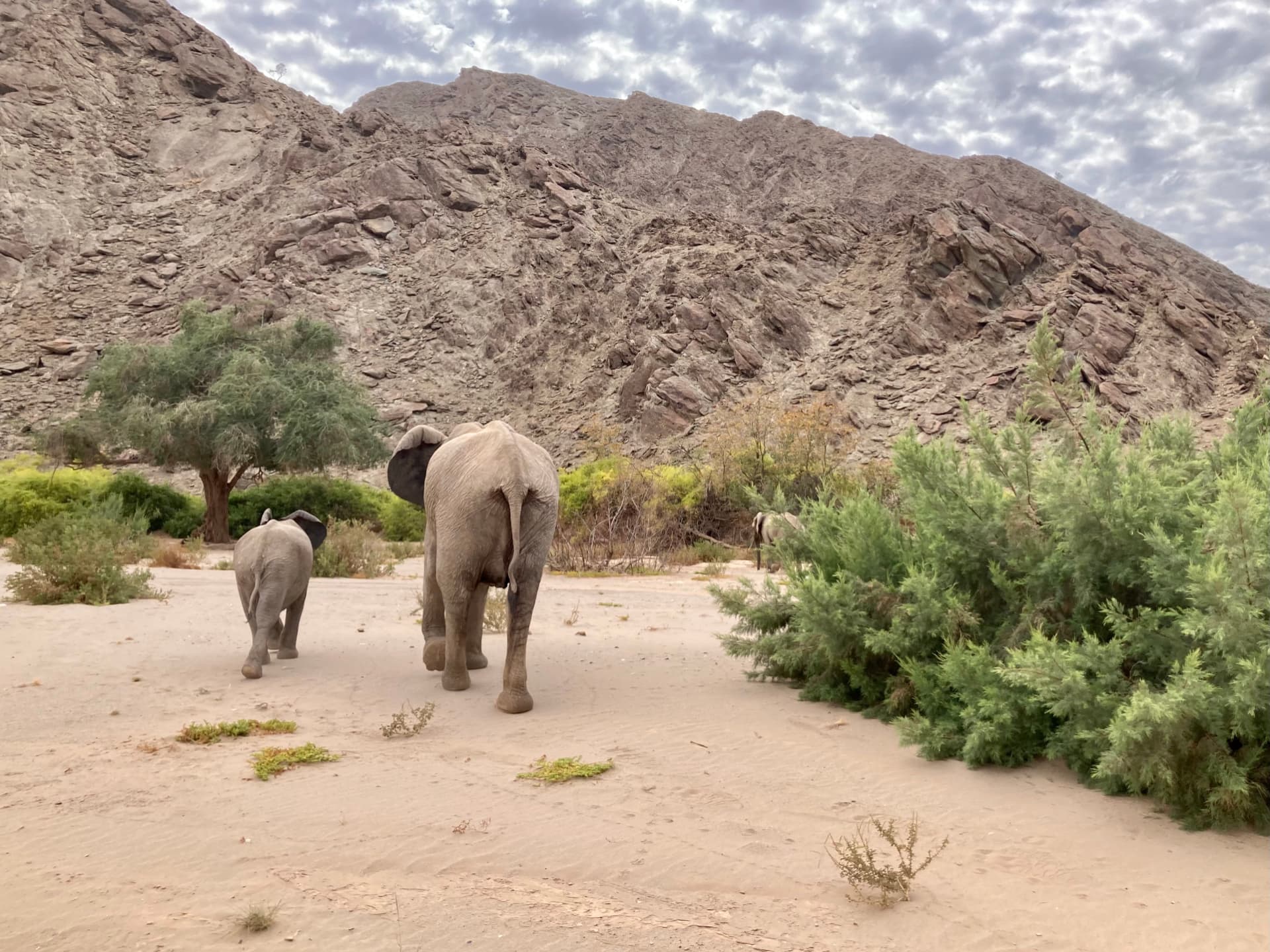 Two desert-adapted elephants walking a sandy riverbed lined with green bush