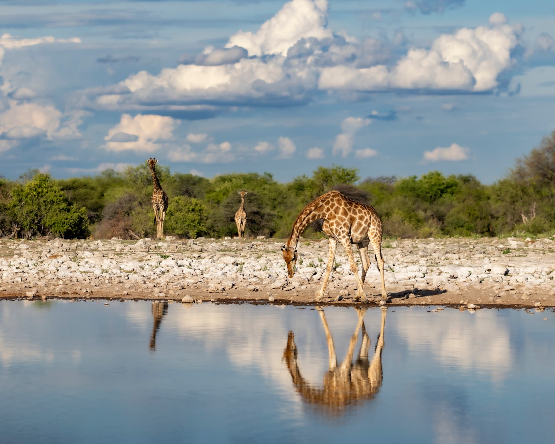 Giraffes drinking at a waterhole with reflected sky and acacia bush beyond