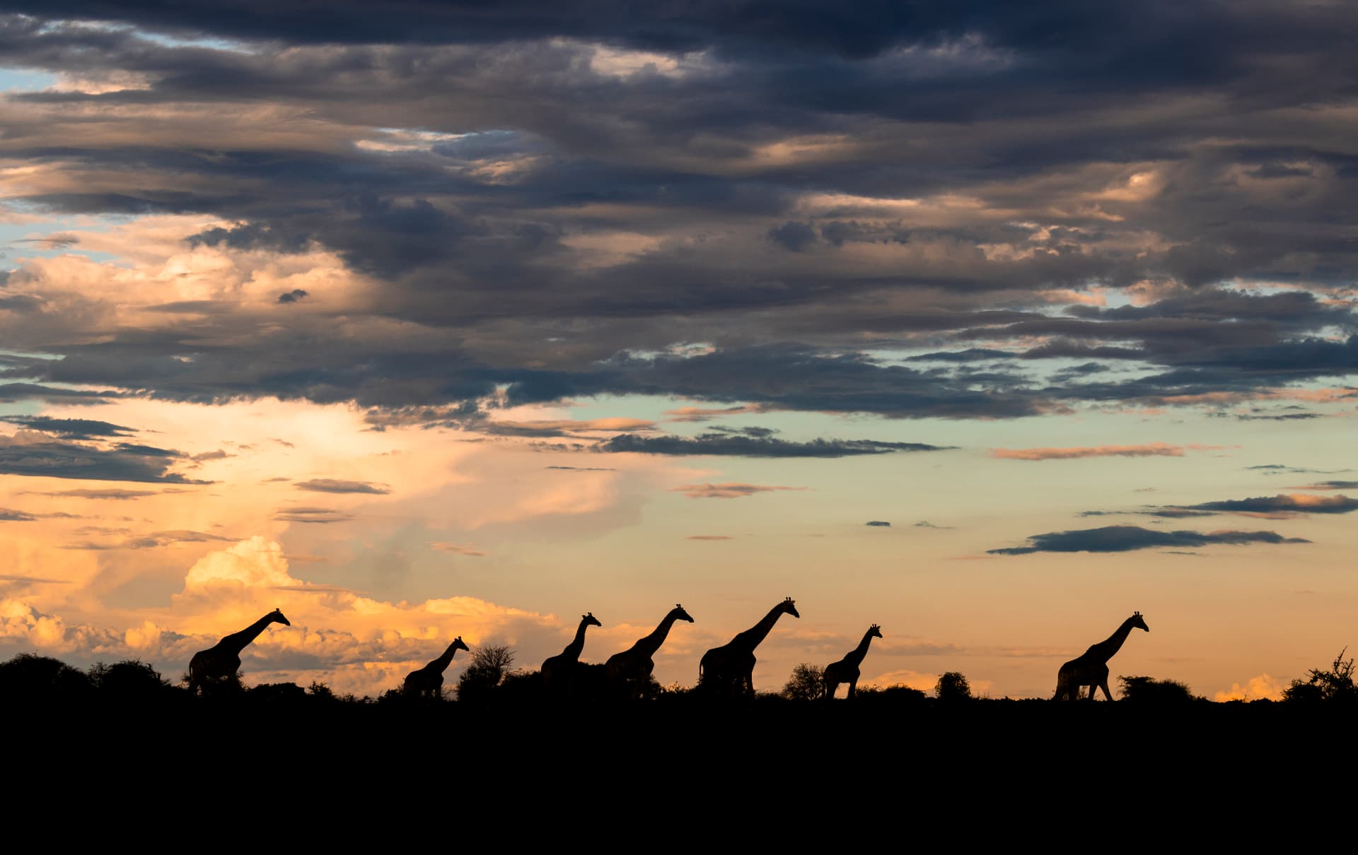 A journey of giraffe silhouetted along the horizon at sunset under dramatic clouds