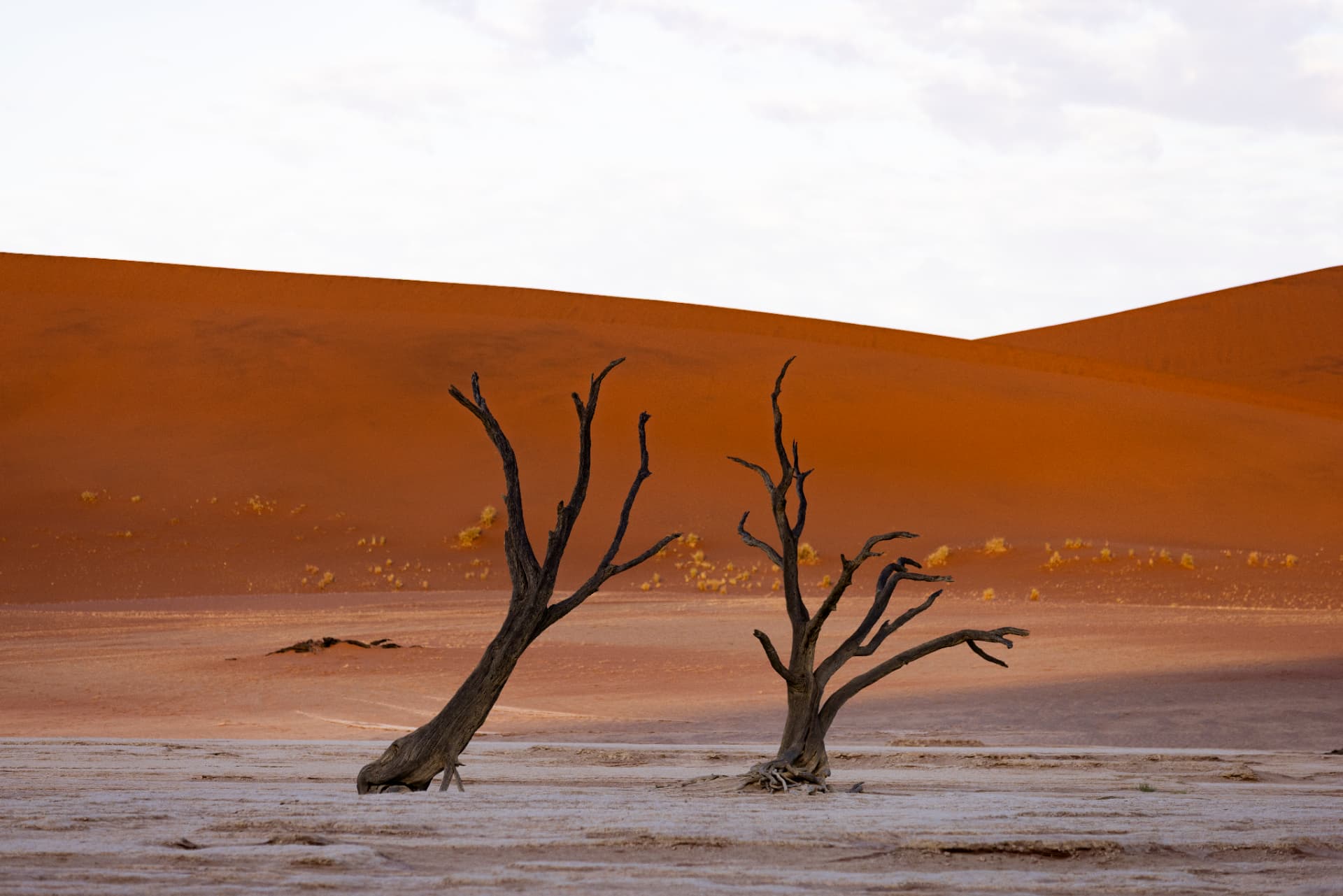 Ancient dead camel thorn trees silhouetted against towering red dunes at Deadvlei
