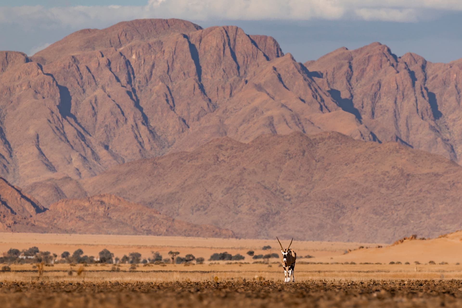 A gemsbok oryx stands on a vast desert plain with dramatic mountains rising behind it