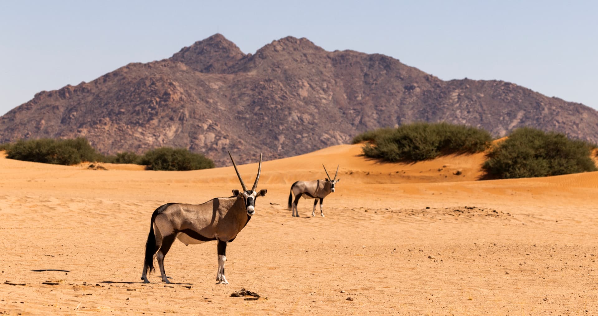 Two gemsbok oryx standing on desert sand below a rugged Namibian mountain