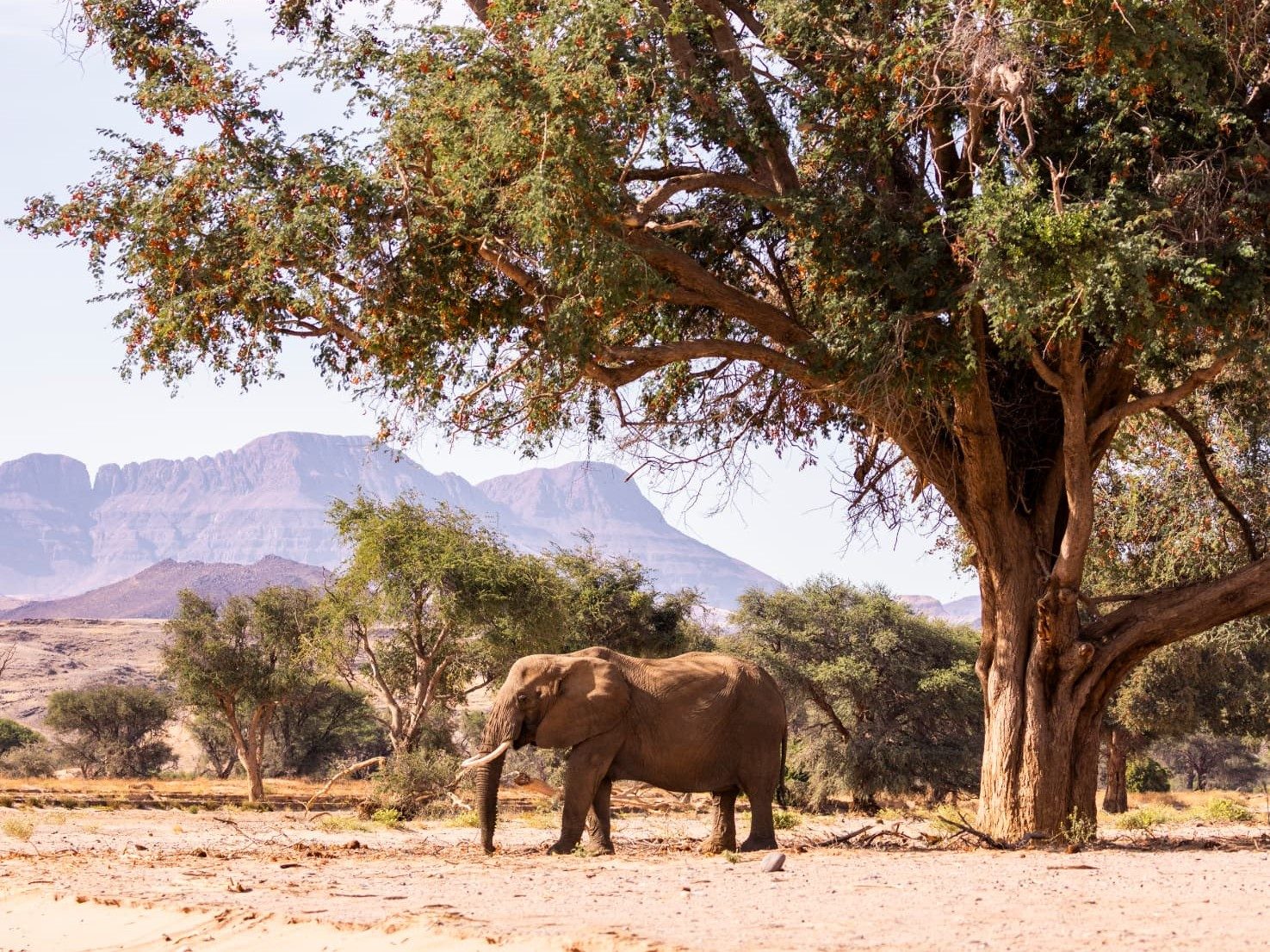 An elephant standing in the shade of a large acacia tree with layered desert mountains behind