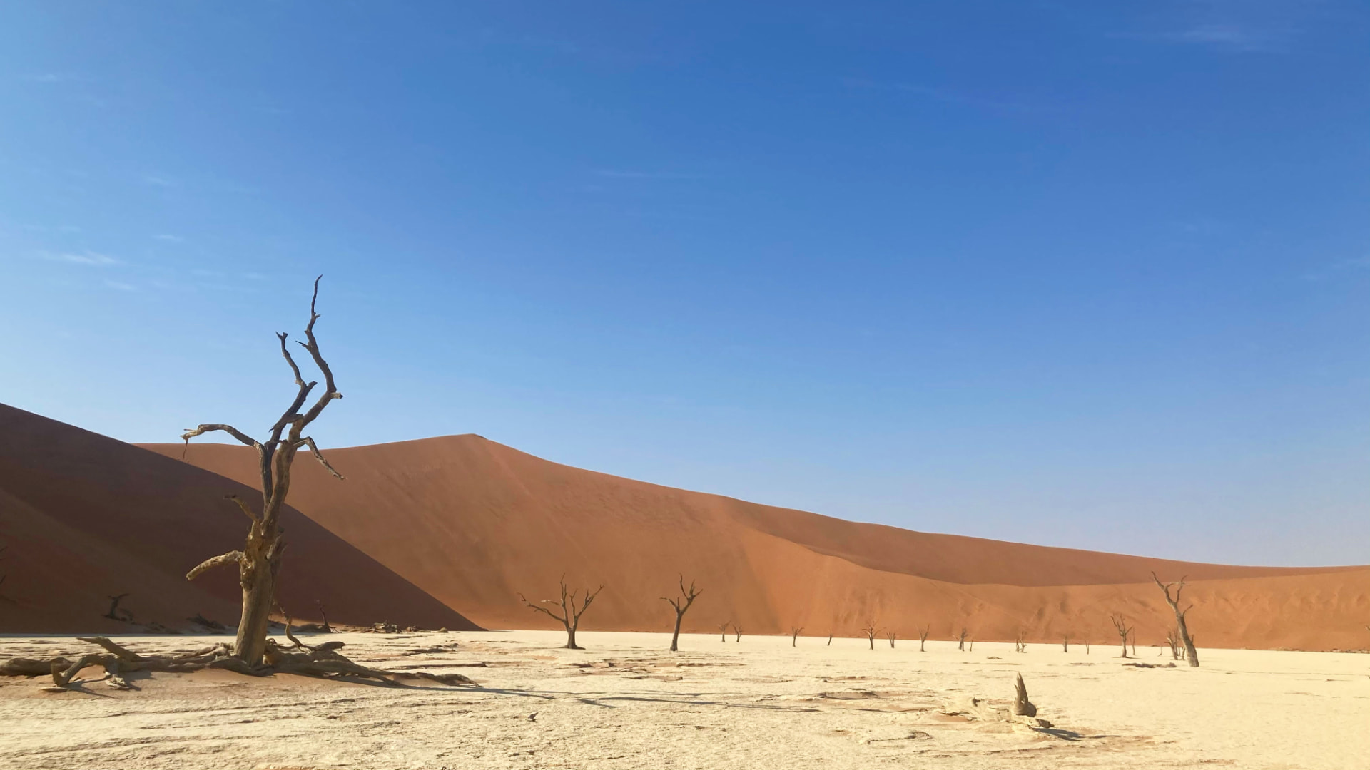 A dead camel thorn tree on the white clay pan of Dead Vlei with a vast red dune behind it