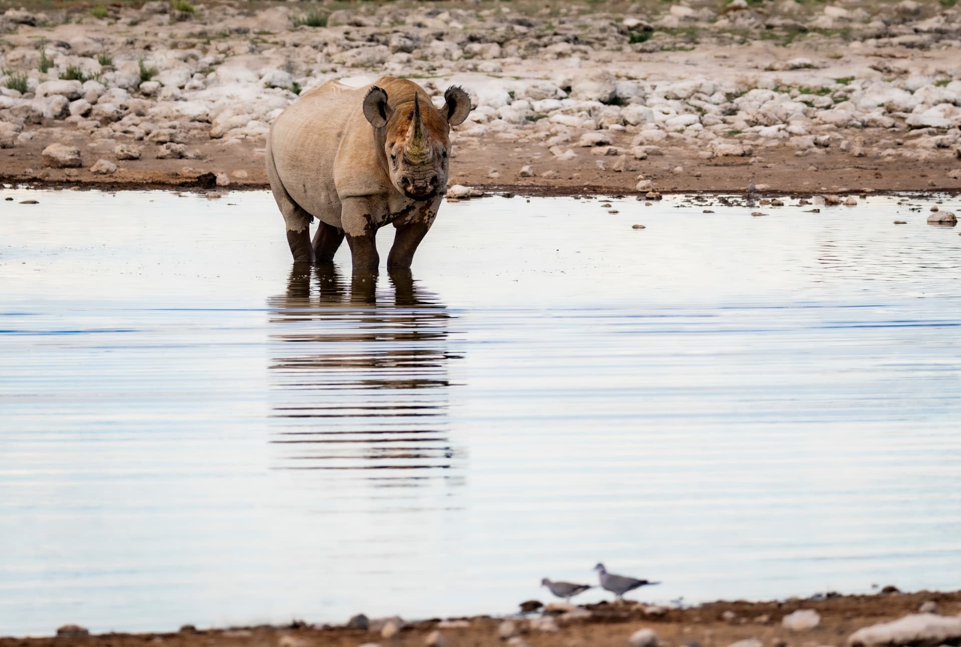 A black rhino standing in the shallows of an Etosha waterhole with its reflection